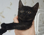 Кошки в Москве: Котенок в поисках семьи Девочка, Бесплатно - фото 6