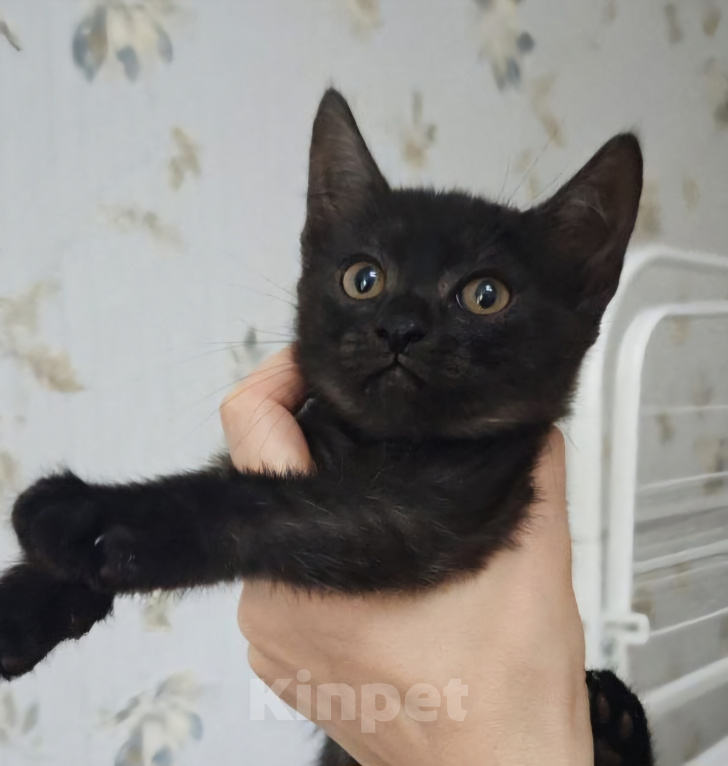 Кошки в Москве: Котенок в поисках семьи Девочка, Бесплатно - фото 6