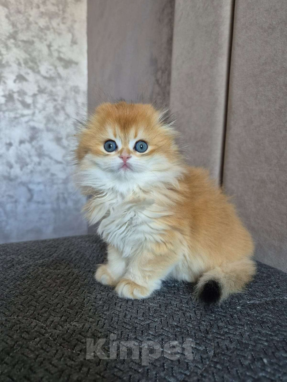 Кошки в Долгопрудном: Мальчик Девочка, 230 000 руб. - фото 4