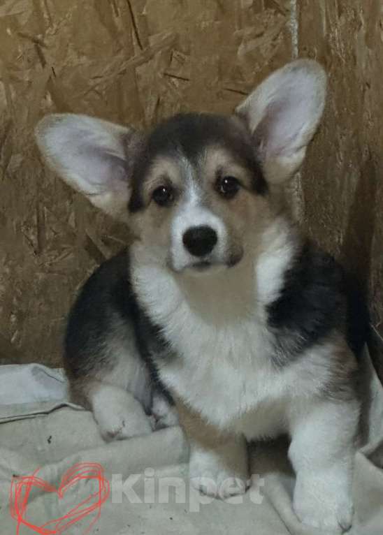 Собаки в других городах Челябинской области: Продам Мальчик, Бесплатно - фото 2