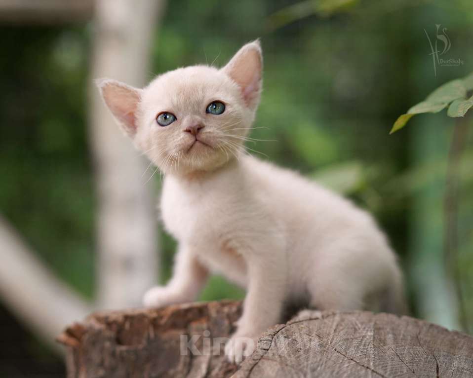 Кошки в Москве: Европейская Бурма лиловый Мальчик Мальчик, Бесплатно - фото 5