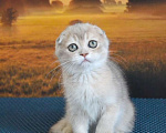 Кошки в Санкт-Петербурге: Шотландский вислоухий мальчуган Мальчик, 35 000 руб. - фото 3