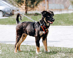 Собаки в Москве: Барни, милый, ласковый, мегаобаятельный щеночек в добрые руки Мальчик, Бесплатно - фото 1