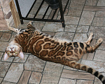 Кошки в Нижнем Новгороде: Бенгальский котенок (котик) Мальчик, 15 000 руб. - фото 3