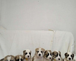 Собаки в Москве: Продажа щенков алабая , 10 000 руб. - фото 7