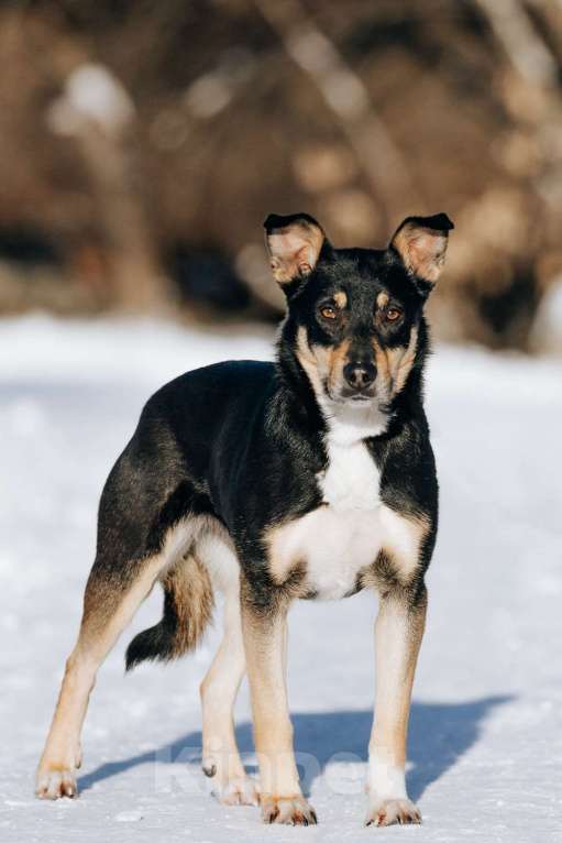 Собаки в Москве: Познакомьтесь с очаровательной Эн-ю!  Девочка, Бесплатно - фото 6