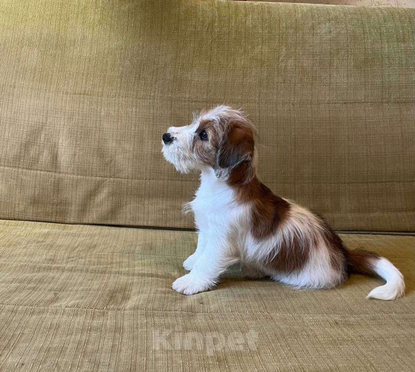 Собаки в Ростове-на-Дону: Щенки жесткошерстного Джек Рассел терьера Девочка, 40 000 руб. - фото 2