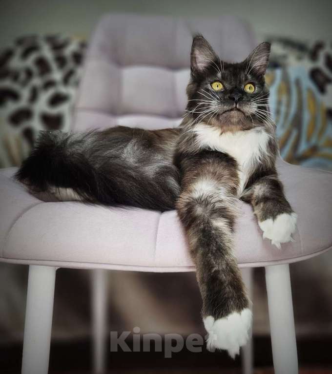 Кошки в Санкт-Петербурге: Котик черный дым с белым  Мальчик, 35 000 руб. - фото 2