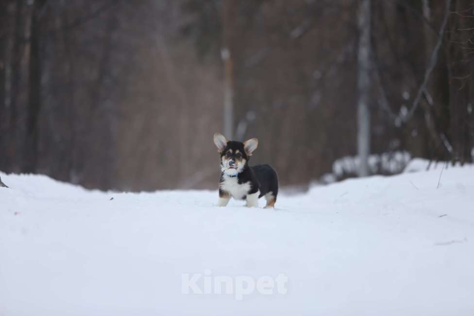 Собаки в Тюмени: Винтер Мистери Райский угодник Мальчик, 50 000 руб. - фото 4