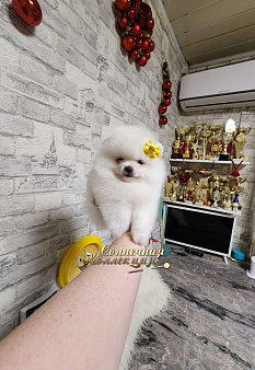 Девочка померанского шпица из племенного питомника РКФ