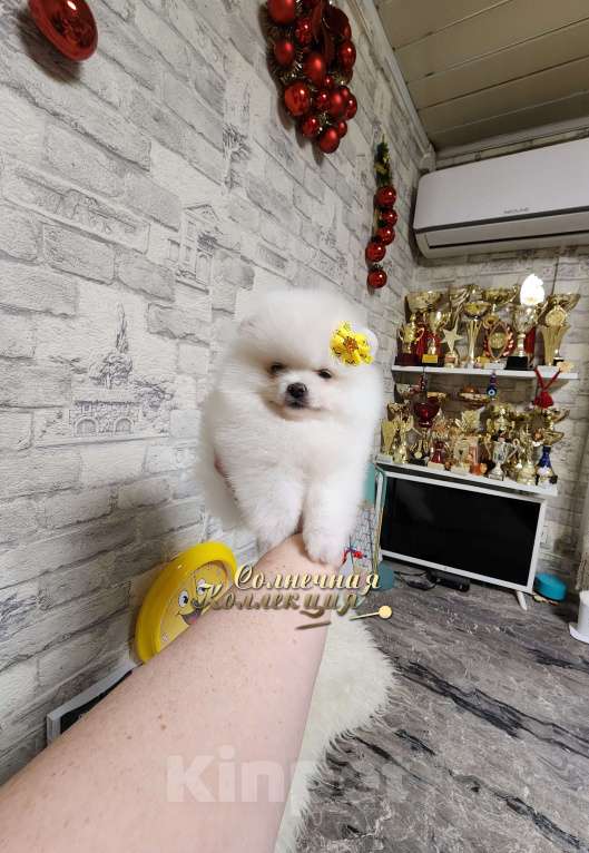 Собаки в Москве: Девочка померанского шпица из племенного питомника РКФ Девочка, Бесплатно - фото 1