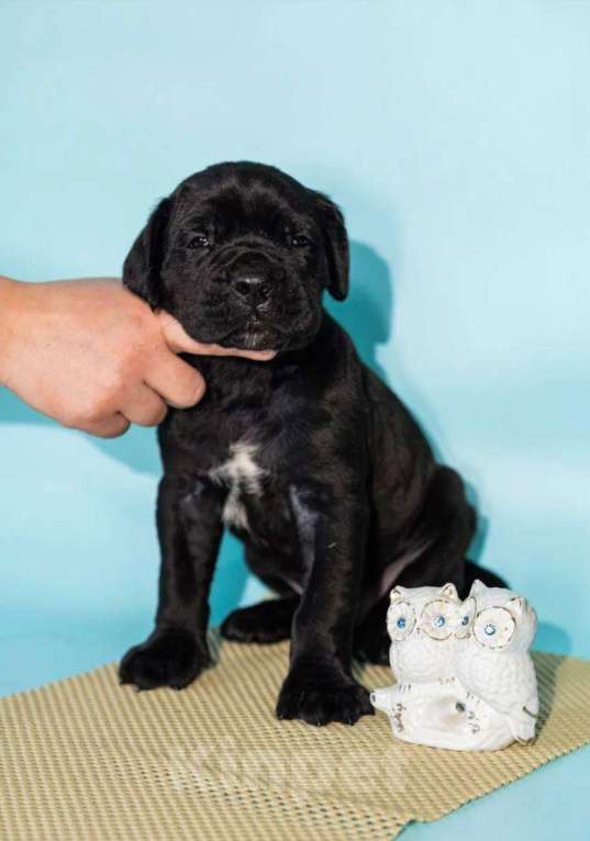 Собаки в Москве: Продажа Кане Корсо Мальчик, 60 000 руб. - фото 6