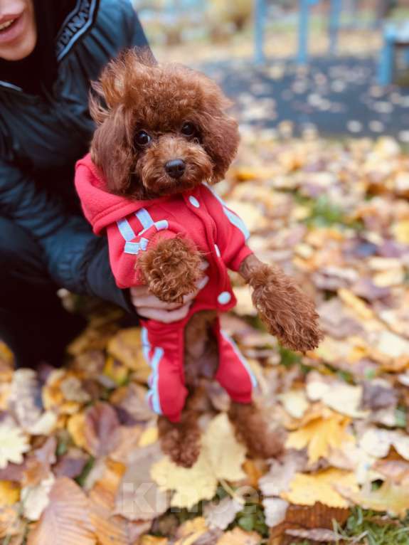 Собаки в Москве: Той пудель импорт Китай  Девочка, 180 000 руб. - фото 3