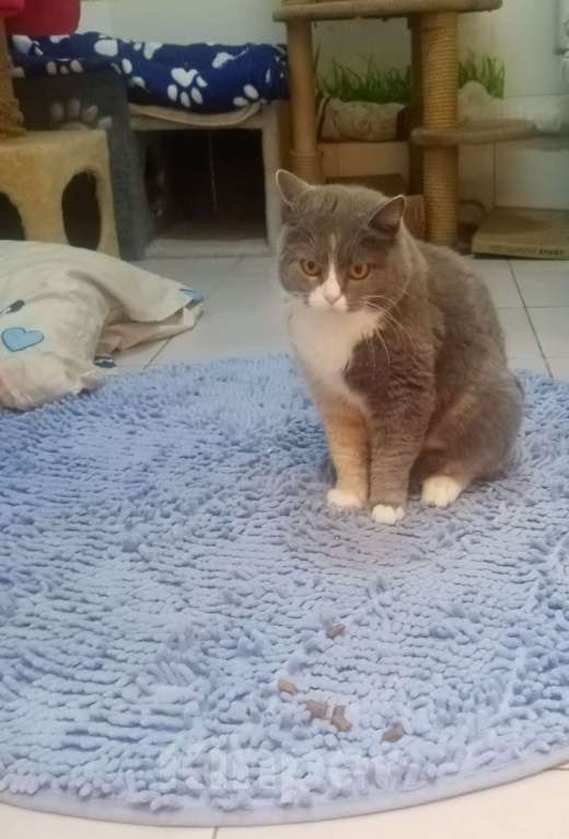 Кошки в Москве: Феня, 3 года, метис шотландской кошки, ищет дом. Москва Девочка, Бесплатно - фото 5