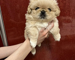 Собаки в Нижнем Новгороде: Продаю щенков пекинеса Разнополые, 20 000 руб. - фото 5