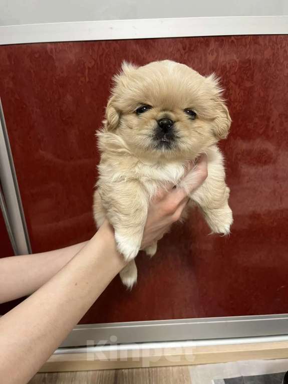 Собаки в Нижнем Новгороде: Продаю щенков пекинеса Разнополые, 20 000 руб. - фото 5