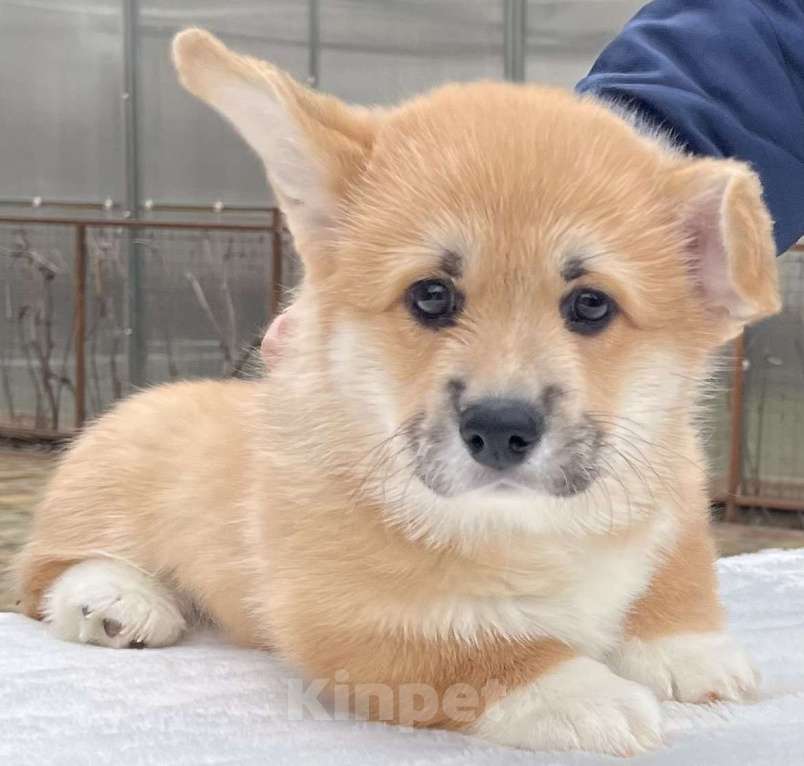 Собаки в Краснодаре: Щенки корги Девочка, 75 000 руб. - фото 2