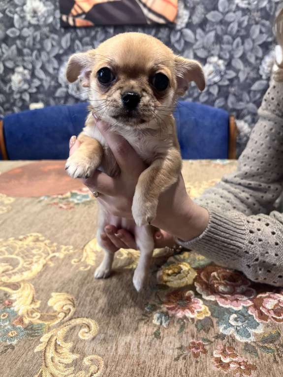 Собаки в Ярославле: Чихуахуа щенок, девочка. Мини.  Девочка, 25 000 руб. - фото 1