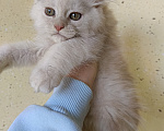 Кошки в Санкт-Петербурге: Котик мейн-кун Мальчик, 30 000 руб. - фото 2