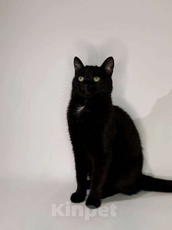 Кошки в Балашихе: Пуговка Девочка, Бесплатно - фото 1