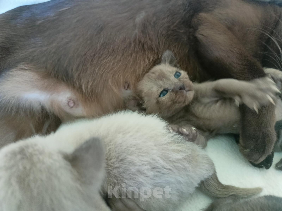 Кошки в Нижнем Новгороде: Котята европейской бурмы Разнополые, Бесплатно - фото 3