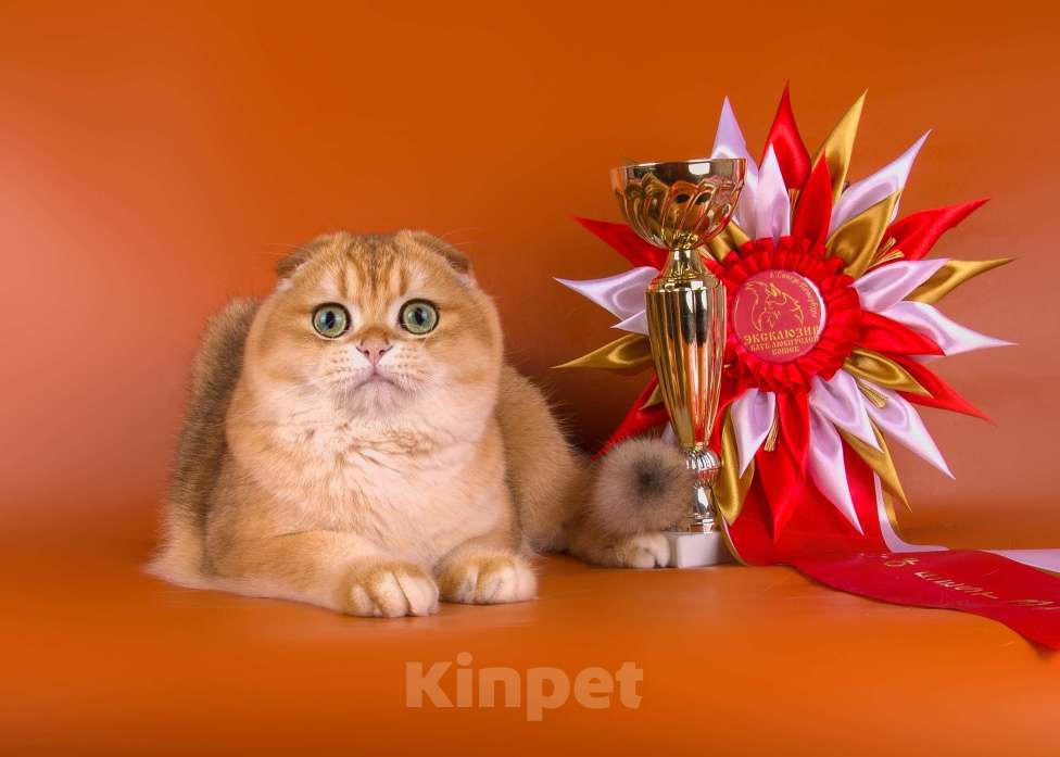 Кошки в Санкт-Петербурге: Шотландский кот Мальчик, 45 000 руб. - фото 2