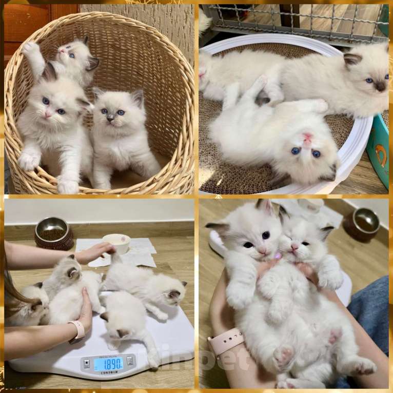 Кошки в Санкт-Петербурге: Милейшие девочки Рэгдолл Девочка, 40 000 руб. - фото 1