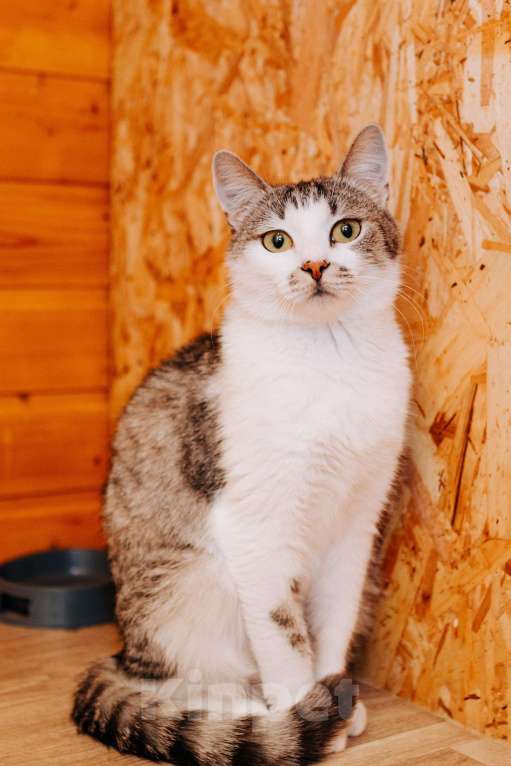 Кошки в Москве: Кошечка Маруся ❤️Очень ищет дом и любимых хозяев  Девочка, 100 руб. - фото 7