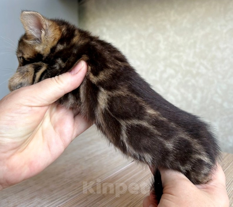Кошки в Москве: Клубные бенгальские котята - девочка Девочка, 50 000 руб. - фото 2