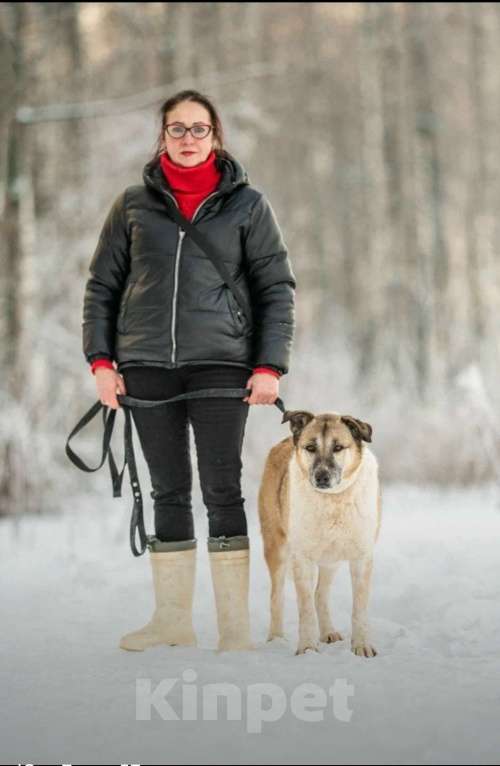 Кошки в других городах Московской области: Полжизни в ожидании своего человека Девочка, Бесплатно - фото 4