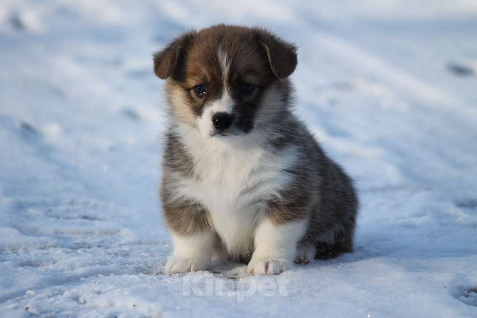 Собаки в Одинцово: Вельш Корги Пемброк Девочка, 50 000 руб. - фото 2