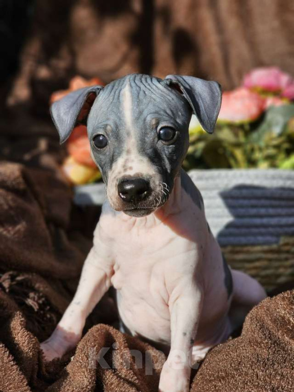 Собаки в Тольятти: Американский голый терьер мальчики Мальчик, 40 000 руб. - фото 9