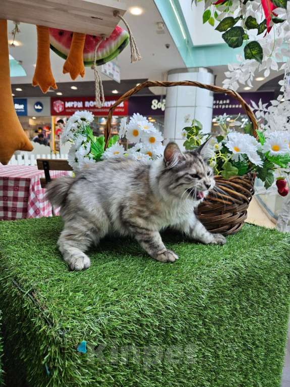 Кошки в других городах Алтайского края: Мини рысь Девочка, Бесплатно - фото 4