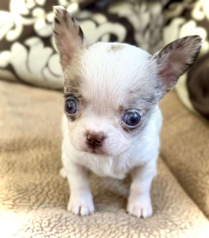 Собаки в Балашихе: Девочка чихуахуа  Девочка, 50 000 руб. - фото 2