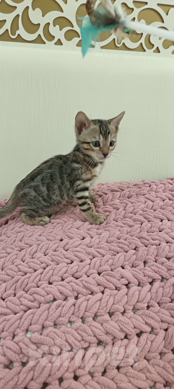 Кошки в других городах Свердловской области: Бенгальский котёнок Девочка, Бесплатно - фото 3