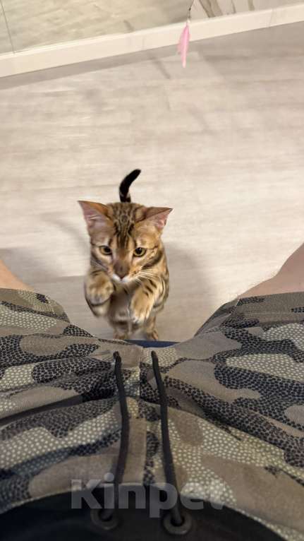 Кошки в Москве: Королева Бенгалов Девочка, 100 000 руб. - фото 8