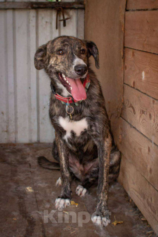 Собаки в Ногинске: Пес Бакс ищет дом! Мальчик, Бесплатно - фото 2