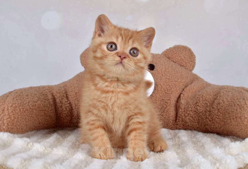 Кошки в Санкт-Петербурге: Британский солнечный котик  Мальчик, 40 000 руб. - фото 2