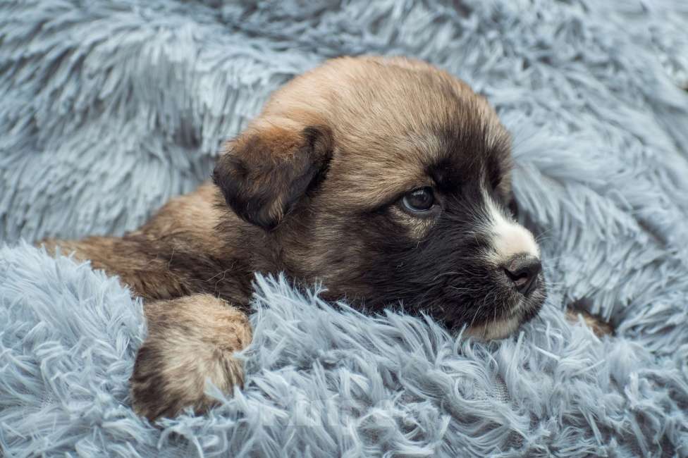 Собаки в Москве: Щенок 2х месяцев Пума ищет дом Девочка, Бесплатно - фото 2