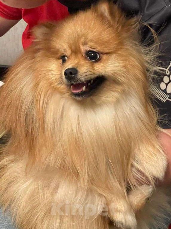 Собаки в Москве: Немецкий малый шпиц щенок  Мальчик, 20 000 руб. - фото 5