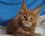 Кошки в Москве: Котенок мейнкун ,  кот Мальчик, Бесплатно - фото 1