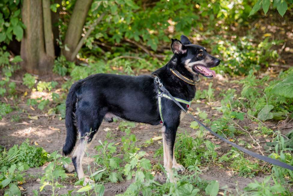 Собаки в Москве: Чуткий и внимательный Фредди Мальчик, Бесплатно - фото 8