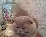 Кошки в Тамбове: Ирина Щебланова, 1 000 руб. - фото 1