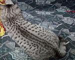 Кошки в Архангельске: Кот на вязку, 1 000 руб. - фото 4
