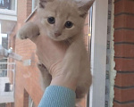 Кошки в Нолинске: Милашки в добрые руки пацаны, 1 руб. - фото 1