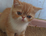 Кошки в Белом Калитве: Экзотические котята  Мальчик, 18 000 руб. - фото 2