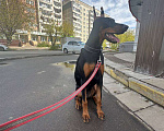Собаки в Костроме: Доберман продам и отдам в хорошие руки Девочка, 50 000 руб. - фото 4