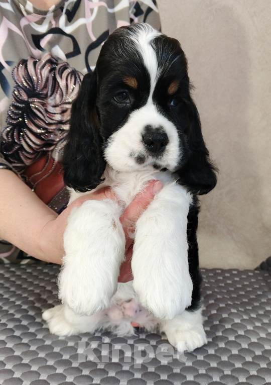 Собаки в Чапаевске: ЩЕНКИ АМЕРИКАНСКОГО КОКЕР-СПАНИЕЛЯ 🐶✨ Разнополые, 50 000 руб. - фото 2