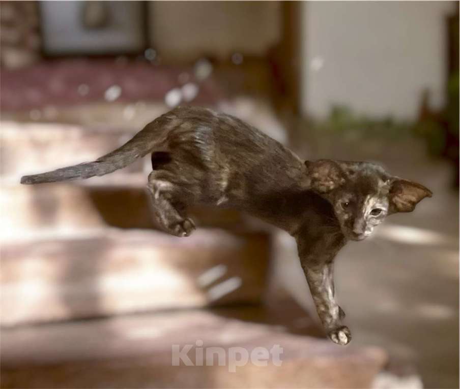 Кошки в Перми: ориентальные котята Девочка, 60 000 руб. - фото 3