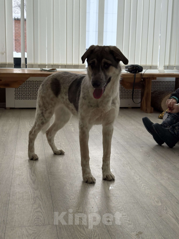 Собаки в Москве: Красавица Хильда в поисках семьи  Девочка, Бесплатно - фото 3